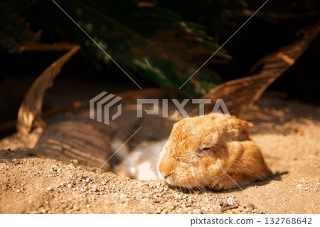 好天啊 好天啊 132768642