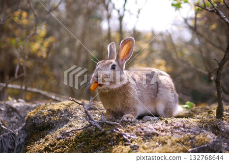 嘴裡含著胡蘿蔔 132768644