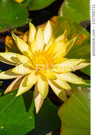 Golden Water Lily Blossom A Captivating Floral Display in a Serene Pond Setting with Lily Pads 132768712