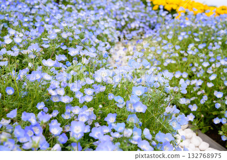 A group of Nemophila A group of Nemophila 132768975