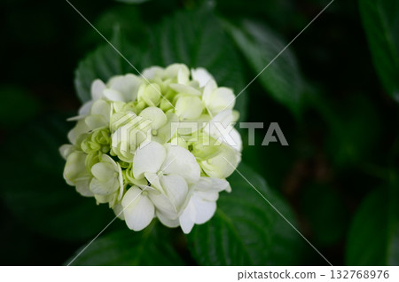 White hydrangea 132768976