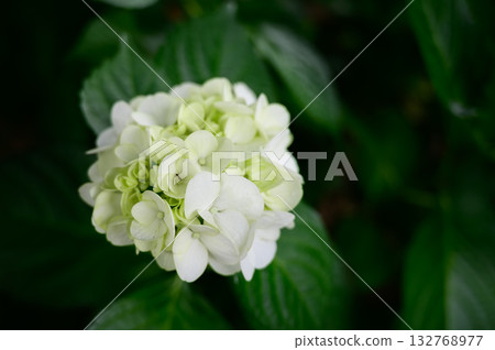 White hydrangea 132768977