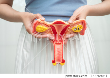 Uterus, Asian woman holding human anatomy model. Uterus, Asian woman holding human anatomy model. 132769051