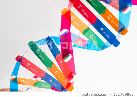 DNA molecule spiral structure model isolated on white background, chromosome and gene chemical science biology. 132769062