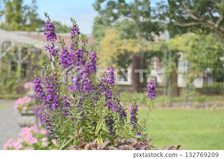 美麗的西式花園景色 美麗的西式花園景色 132769209
