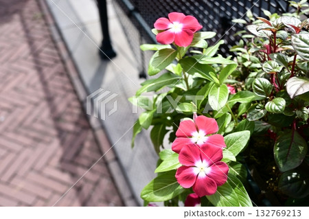Vibrant Madagascar periwinkles decorate the streets 132769213