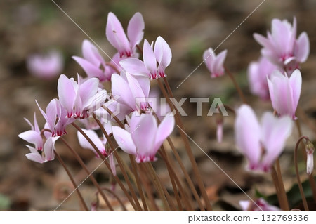本地仙客來開花 本地仙客來開花 132769336