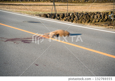 路殺：被汽車撞死的鹿 132769355