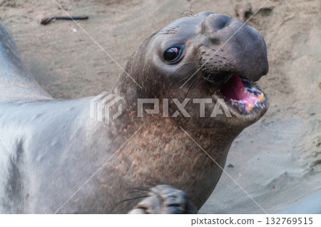 At the Elephant Seal Vista Point At the Elephant Seal Vista Point 132769515