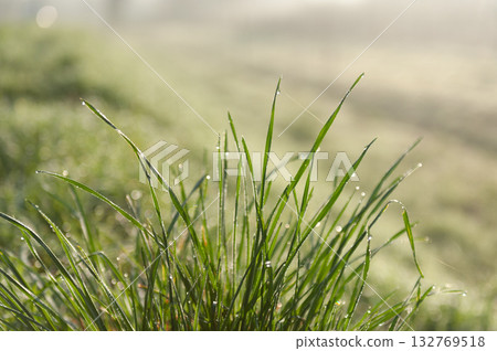 Early morning spring in Belgium 132769518