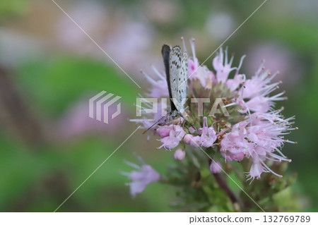A butterfly sucking nectar from a purple flower of a flower that blooms in the autumn garden A butterfly sucking nectar from a purple flower of a flower that blooms in the autumn garden 132769789