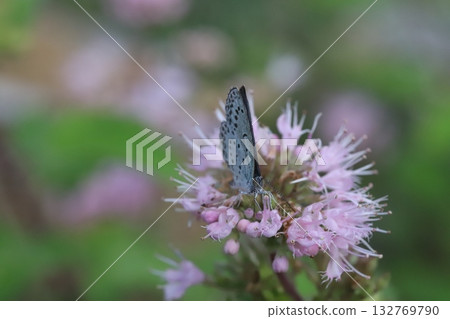 A butterfly sucking nectar from a purple flower of a flower that blooms in the autumn garden A butterfly sucking nectar from a purple flower of a flower that blooms in the autumn garden 132769790