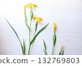 Photo of yellow iris flowers 132769803