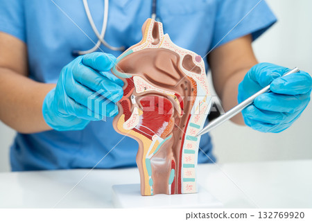 Asian doctor with nasal oral throat cavity neck human anatomy model for study diagnosis and treatment in hospital. Asian doctor with nasal oral throat cavity neck human anatomy model for study diagnosis and treatment in hospital. 132769920