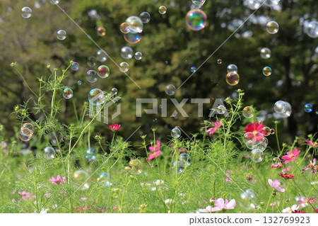 Soap bubbles in a cosmos field 132769923