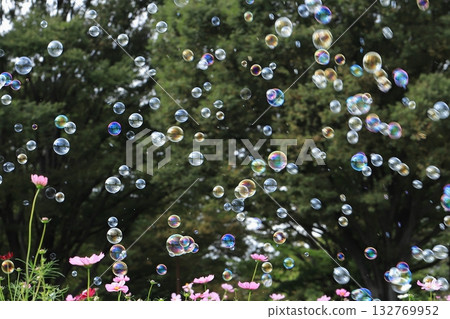 Soap bubbles in a cosmos field 132769952