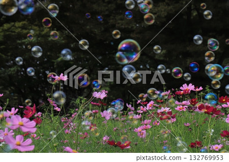 Soap bubbles in a cosmos field 132769953