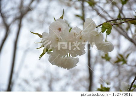 Fukuoka castle and cherry blossoms Fukuoka castle and cherry blossoms 132770012