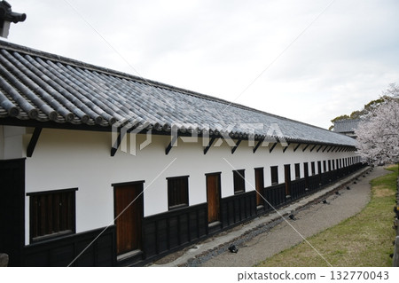 福岡城堡和櫻花 福岡城堡和櫻花 132770043