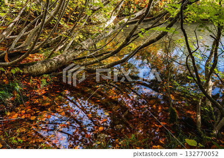 釜池畔（北安曇郡小谷村） 132770052