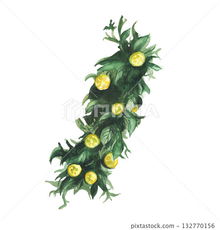 Watercolor lemons tree branch with green leaves. Tropical decoration of ripe yellow citrus fruit slices Realistic hand drawn illustration for birthday, wedding decor, cosmetic Isolated from background Watercolor lemons tree branch with green leaves. Tropical decoration of ripe yellow citrus fruit slices Realistic hand drawn illustration for birthday, wedding decor, cosmetic Isolated from background 132770156