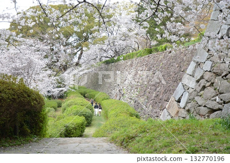 福岡城堡和櫻花 福岡城堡和櫻花 132770196