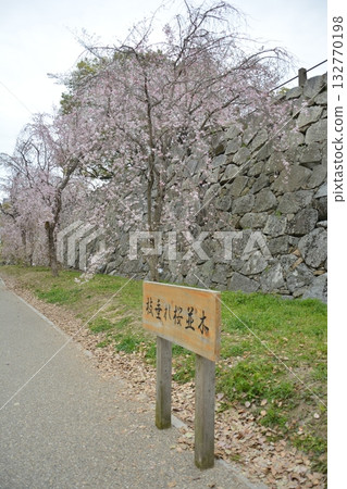 福岡城堡和櫻花 132770198