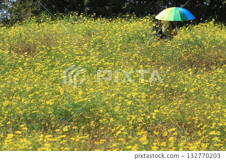 Farm of Kibanakosmos 132770203