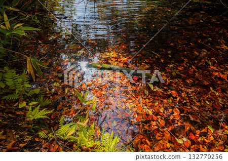 [Autumn] On the banks of Kamaike Pond [Otari Village, Kitaazumi District] 132770256