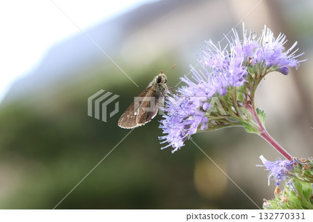 A skipper butterfly sucking nectar from a purple daisy flower blooming in an autumn garden 132770331