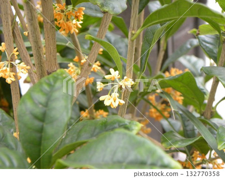 The orange fragrant flowers are a collection of cute Kanagi 犀 flowers. 132770358
