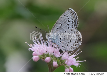 A Yamato Shijimi butterfly sucking nectar from a pink daisy flower blooming in an autumn garden A Yamato Shijimi butterfly sucking nectar from a pink daisy flower blooming in an autumn garden 132770504