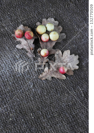 Oak apples on oak leaves. On a rough linen burlap background. Oak apples on oak leaves. On a rough linen burlap background. 132770509