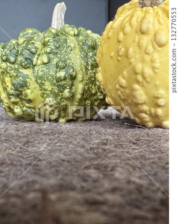 two decorative green and yellow pumpkins arranged on a surface covered with wet coarse burlap, Decorative mini pumpkins, Shot from above two decorative green and yellow pumpkins arranged on a surface covered with wet coarse burlap, Decorative mini pumpkins, Shot from above 132770553