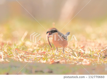 A male shrike eating an earthworm 132770660