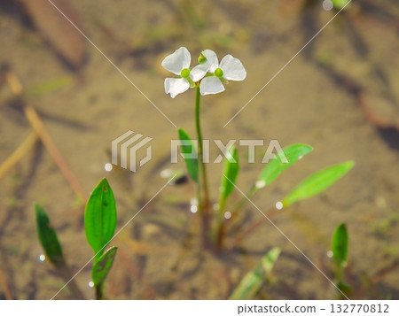 愛知縣知立市矢橋山無量壽寺矢橋菖蒲花園內的箭頭花盛開 愛知縣知立市矢橋山無量壽寺矢橋菖蒲花園內的箭頭花盛開 132770812