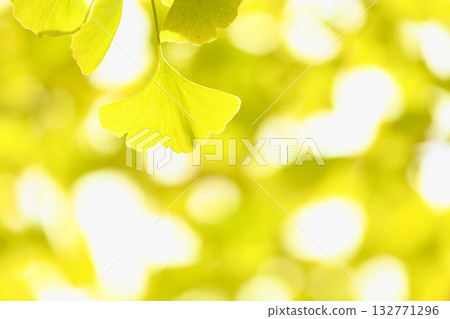 Leaves of ginkgo biloba colored yellow 132771296