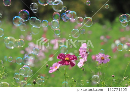 Soap bubbles in a cosmos field 132771305