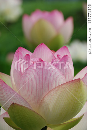 Large lotus flowers beginning to bloom in a lotus pond early in the morning in early summer (pink and white gradation, telephoto zoom shot) 132771306