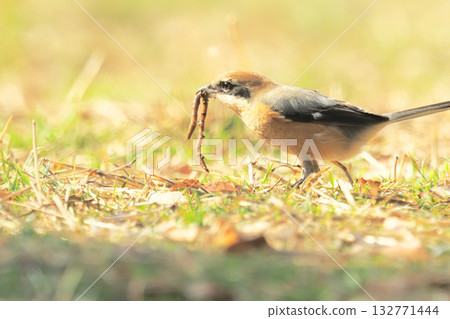 一隻雄性伯勞鳥叼著一條蚯蚓，準備快速進食。 132771444