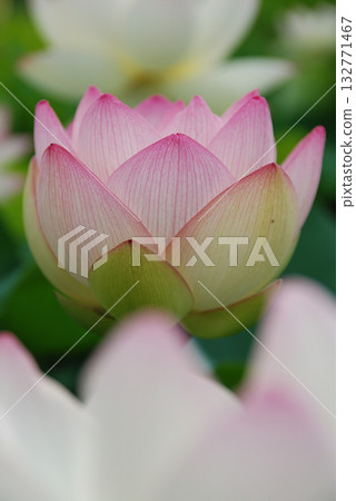 Large lotus flowers beginning to bloom in a lotus pond early in the morning in early summer (pink and white gradation, telephoto zoom shot) 132771467