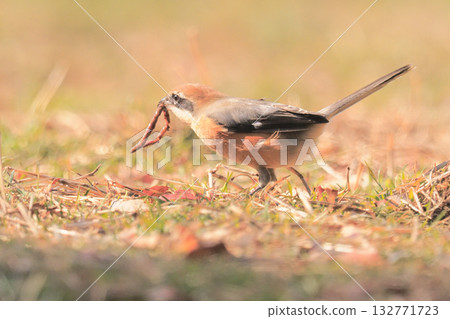 A male shrike holding an earthworm for quick food. 132771723