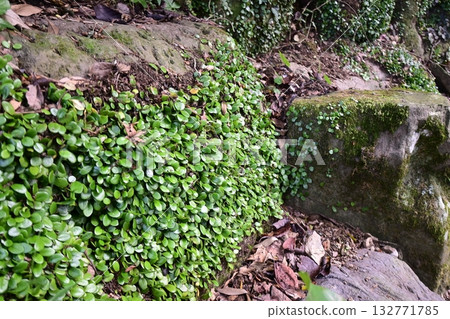 Scenery of the grounds of Takara Shrine in Fukuoka Prefecture 132771785