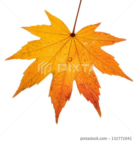 秋葉楓葉 秋葉楓葉 132772041