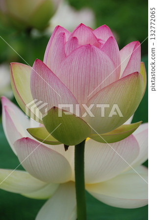 初夏清晨，荷塘中盛開著碩大的荷花（粉紅色和白色漸變，長焦變焦拍攝） 132772065