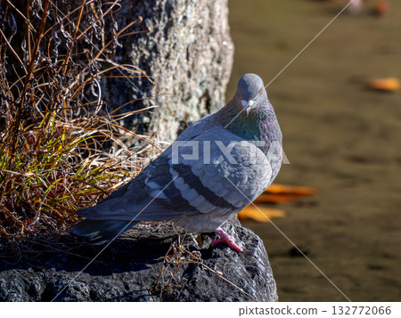 Waterside pigeon Waterside pigeon 132772066