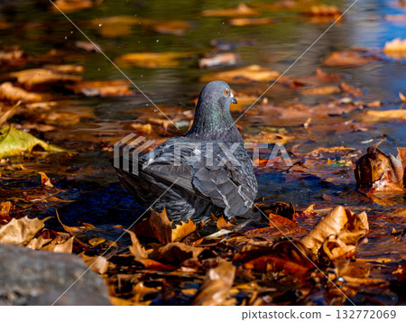 Waterside pigeon 132772069