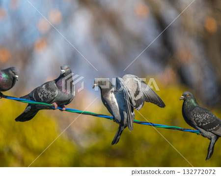 電線上的鴿子 電線上的鴿子 132772072