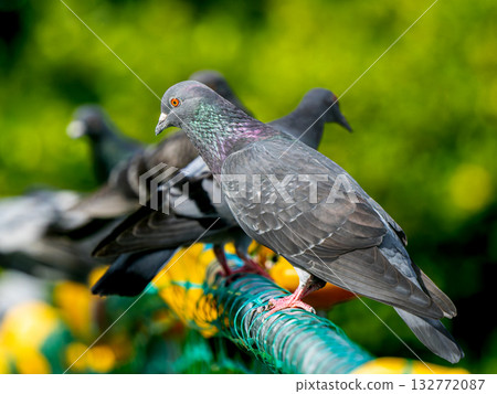 A pigeon perched on a fence A pigeon perched on a fence 132772087
