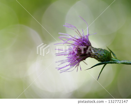 Beautiful pale purple Ohara thistle Beautiful pale purple Ohara thistle 132772147